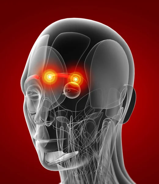 Oluklu supercilii tıbbi çizimi