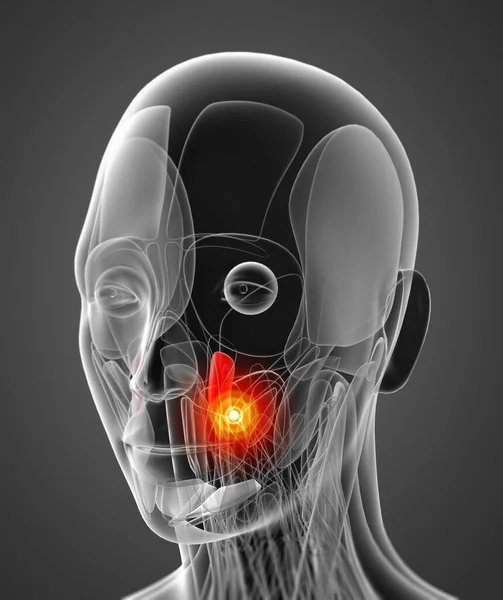 Medische Illustratie Van Musculus Levator Anguli Oris — Stockfoto