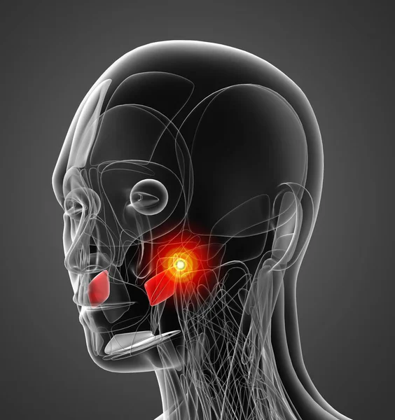 buccinator tıbbi çizimi