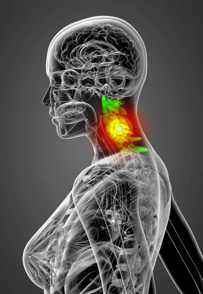 Återge Medicinsk Illustration Halskotpelaren Sidovy — Stockfoto