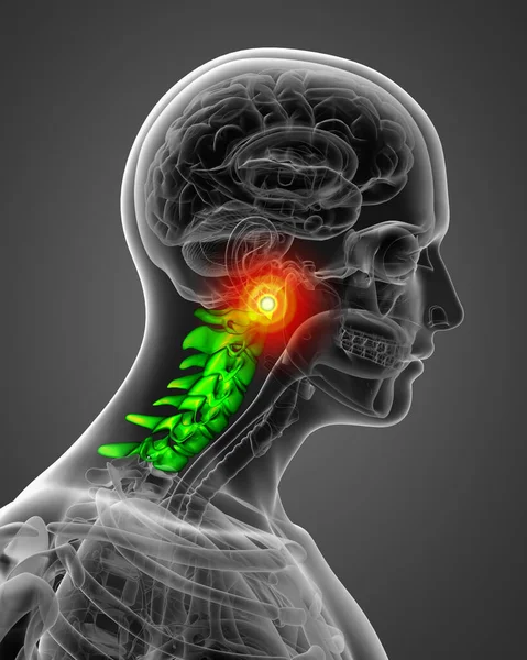 3d render medical illustration of the cervical spine - side view