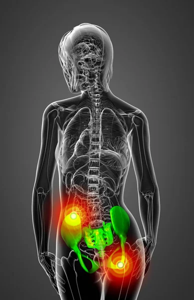 Illustrazione Medica Dell Osso Pelvico — Foto Stock