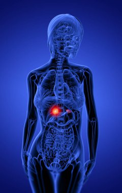 3D render tıbbi çizimi böbreküstü - Önden Görünüm