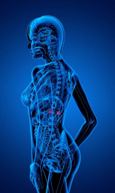 adrenal - yan görünümü 3D render tıbbi çizimi