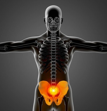 pelvis kemik ön görünümü 3D render tıbbi Illustration