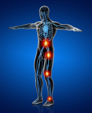 3d insan vasküler sisteminin tıbbi illüstrasyon render - yan görünüm