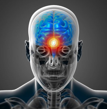 3D render Medikal illüstrasyon beyin - Önden Görünüm