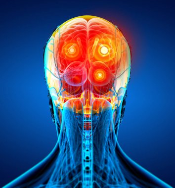 3d insan kafatası tıbbi illüstrasyon render - geri görünümü