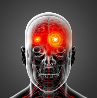 erkek beyni - ön görünüm işlenmiş illüstrasyon