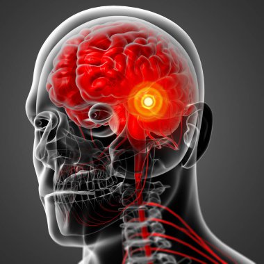 erkek beyni - yan görünümü 3D render çizimi