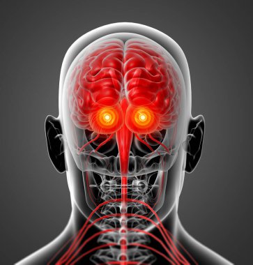 erkek beyni - arkadan görünüm işlenmiş illüstrasyon