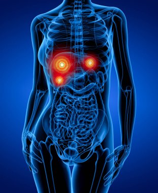 işlenmiş illüstrasyon kadın anatomisi - Önden Görünüm