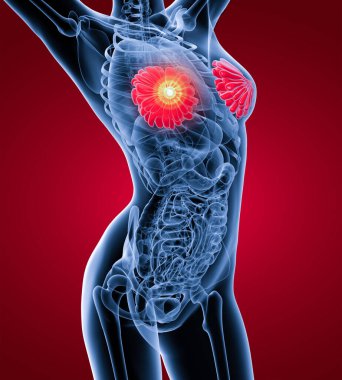 3D render erkek meme anatomisi röntgen-yan görünüm