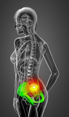 Leğen kemiğin tıbbi illüstrasyon