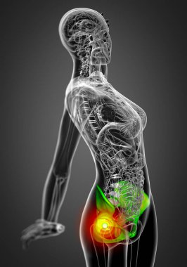 Leğen kemiğin tıbbi illüstrasyon