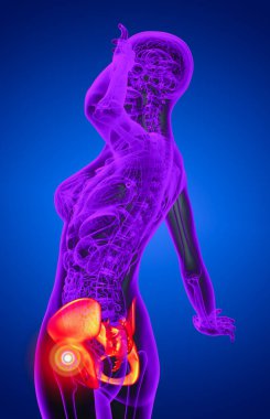 Leğen kemiğin tıbbi illüstrasyon