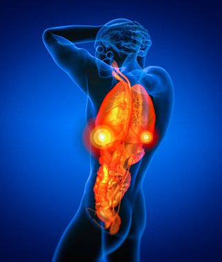 insan sindirim sistemi ve solunum sistemi - yan görünümü 3D render tıbbi çizimi