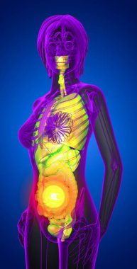 insan sindirim sistemi ve solunum sistemi - yan görünümü 3D render tıbbi çizimi