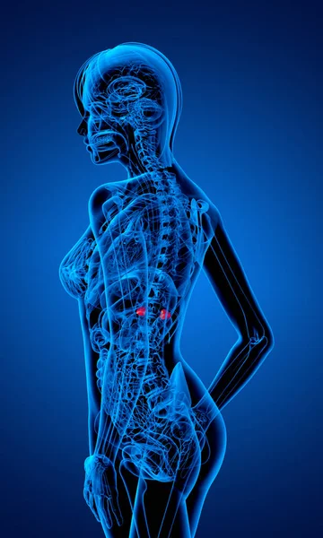 adrenal - yan görünümü 3D render tıbbi çizimi