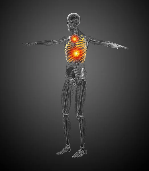 Render Medical Illustration Ribcage Side View — Stock Photo, Image