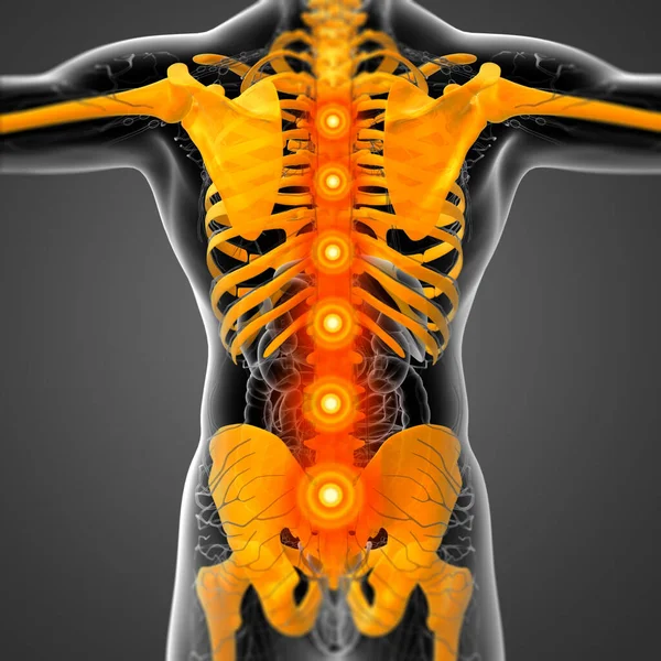 Medical Illustration Human Skeleton Back View — Stock Photo, Image