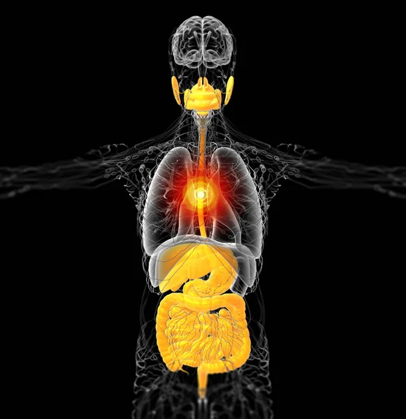 Göra Medicinsk Illustration Mänskliga Matsmältningssystemet Framifrån — Stockfoto