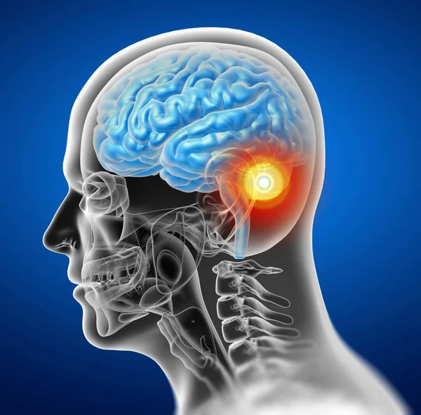 3d render medical illustration of the brain - side view