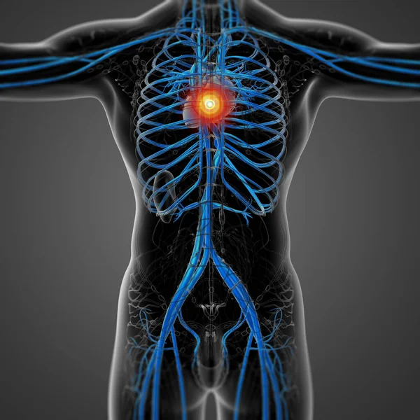 Render Medical Illustration Human Vascular System Back View — Stock Photo, Image