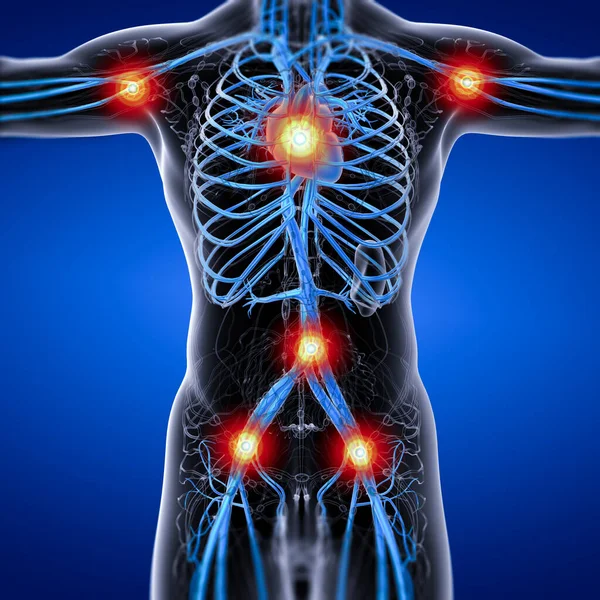人間の血管系の3Dレンダリング医療イラスト 正面図 — ストック写真