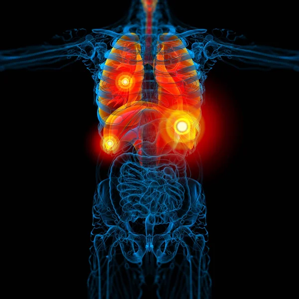 Render Medical Illustration Human Respiratory System Front View — Stock Photo, Image