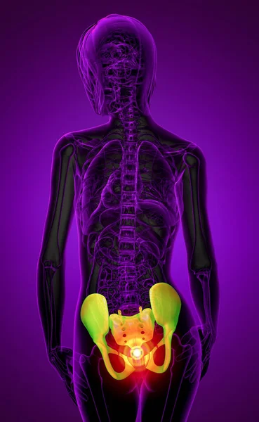 Medical Illustration Pelvis Bone — Stock Photo, Image