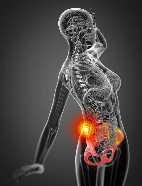 Leğen kemiğin tıbbi illüstrasyon