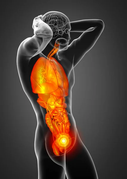 Tornar Ilustração Médica Sistema Digestivo Humano Sistema Respiratório Vista Lateral — Fotografia de Stock