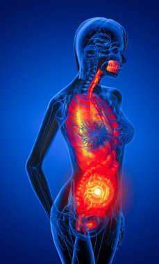 insan sindirim sistemi ve solunum sistemi - yan görünümü 3D render tıbbi çizimi