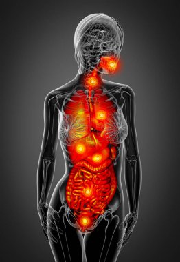 3D render Medikal illüstrasyon insan sindirim sistemi ve solunum sistemi - Önden Görünüm