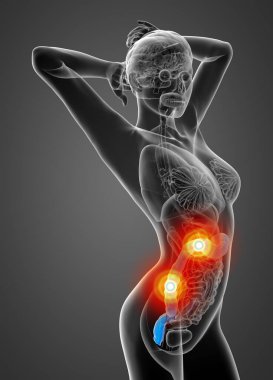 İnsana ait kalın bağırsağın 3 boyutlu tıbbi çizimi - yan görünüm