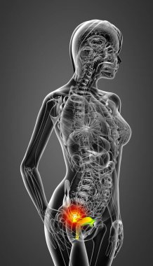 3D render Medikal illüstrasyon üreme sisteminin - yan görünüm