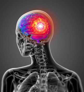 3D render Medikal illüstrasyon insan beyninin - arkadan görünüm