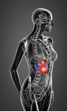 3D render Medikal illüstrasyon mide - yan görünüm