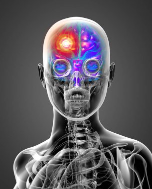 3D render Medikal illüstrasyon insan beyninin - Önden Görünüm