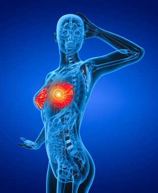 insan meme tarafı görünümü 3D render tıbbi illüstrasyon