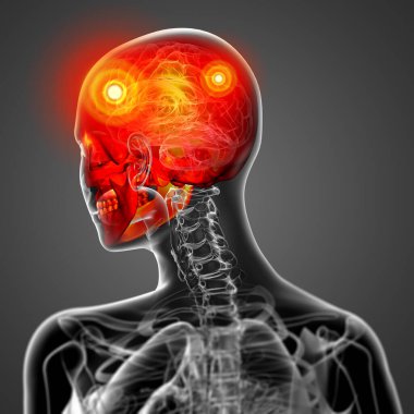 kafatası-arka görünüm 3D render tıbbi illüstrasyon