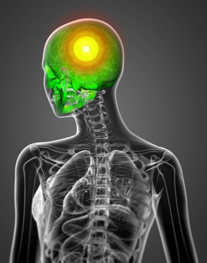 kafatası-arka görünüm 3D render tıbbi illüstrasyon