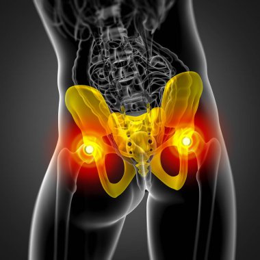 Leğen kemiğin tıbbi illüstrasyon