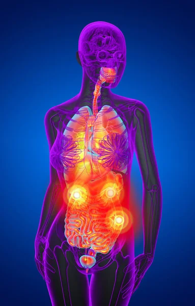 Показать Медицинскую Иллюстрацию Пищеварительной Системы Дыхательной Системы Человека Вид Спереди — стоковое фото