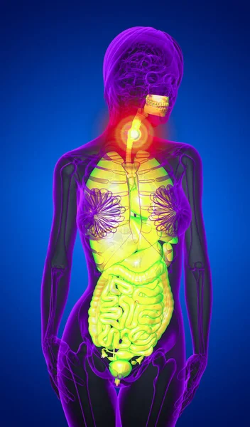 人間の消化器系や呼吸器系のフロント ビューの レンダリングの医療イラスト — ストック写真