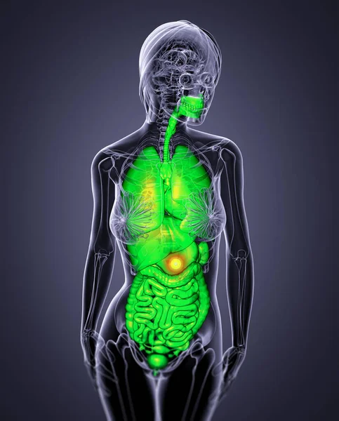 Tornar Ilustração Médica Sistema Digestivo Humano Sistema Respiratório Vista Frontal — Fotografia de Stock