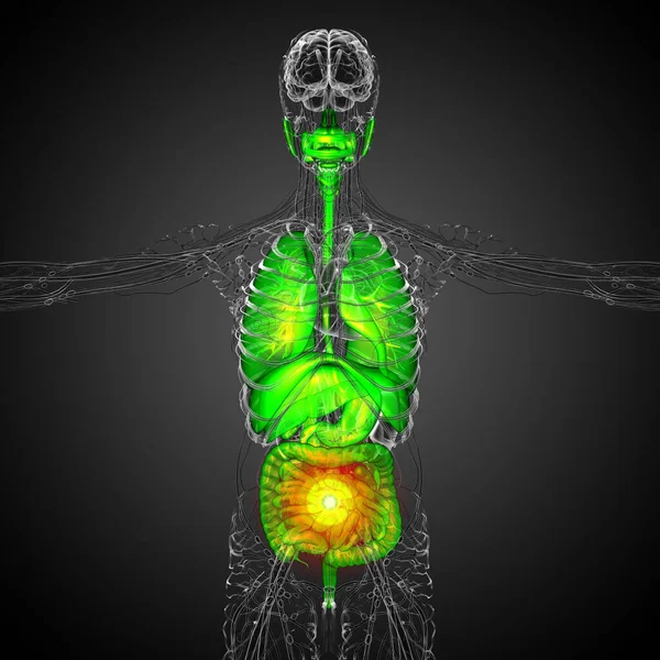 Rendere Illustrazione Medica Del Sistema Digestivo Umano Del Sistema Respiratorio — Foto Stock