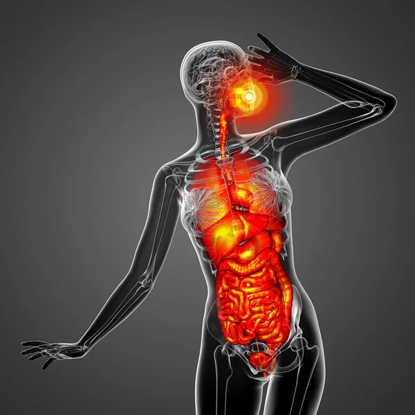 Darstellung Medizinischer Illustration Des Menschlichen Verdauungs Und Atemwegssystems Vorderseite — Stockfoto