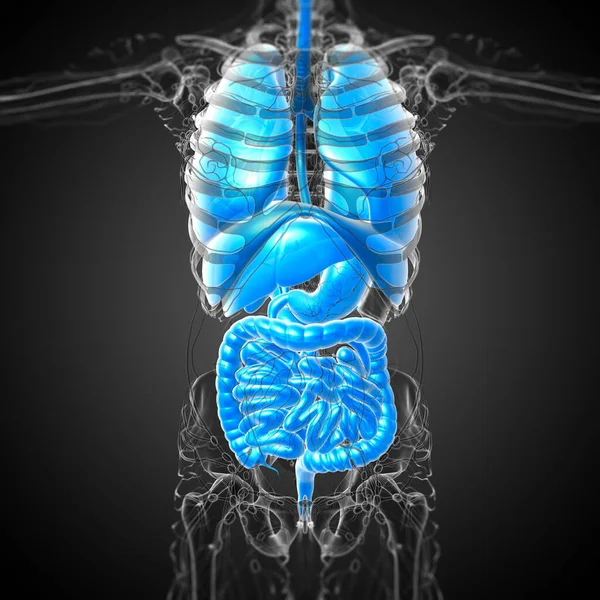 Render Medical Illustration Human Digestive System Respiratory System Front View — Stock Photo, Image